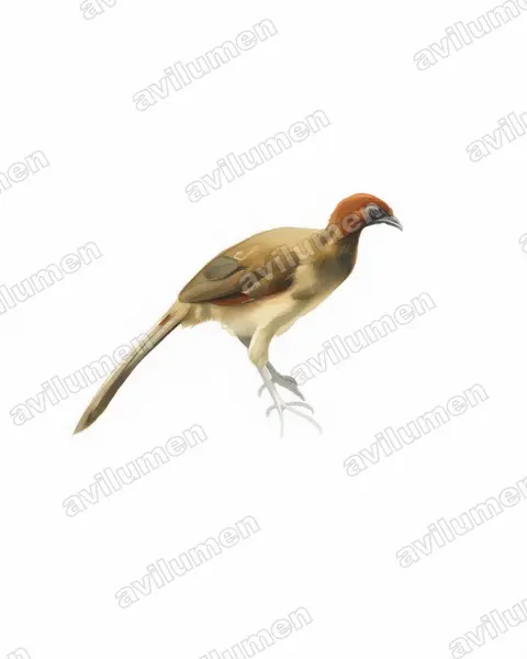 Illustration im Stil Aquarell: Rotkopfguan (Ortalis erythroptera)
