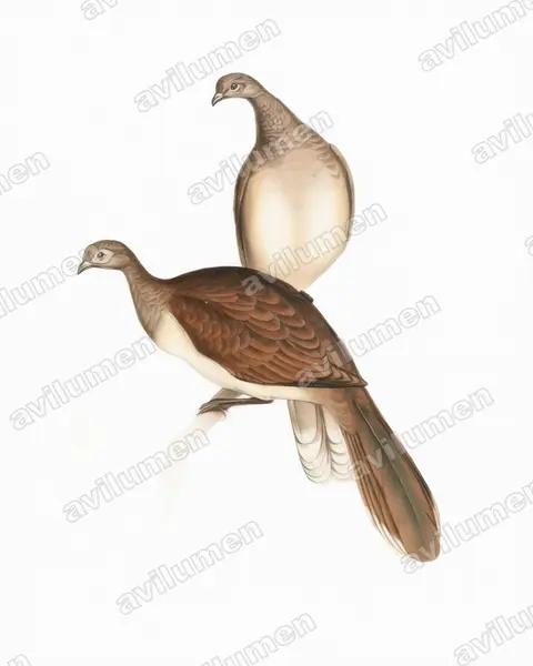 Ilustración en Acuarela: Ortalis leucogastra (Chachalaca ventriblanca)