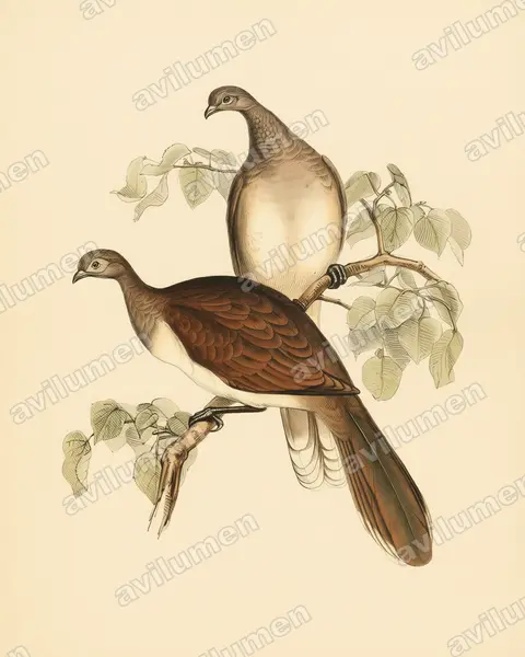 Ilustración en Lámina antigua: Ortalis leucogastra (Chachalaca ventriblanca)