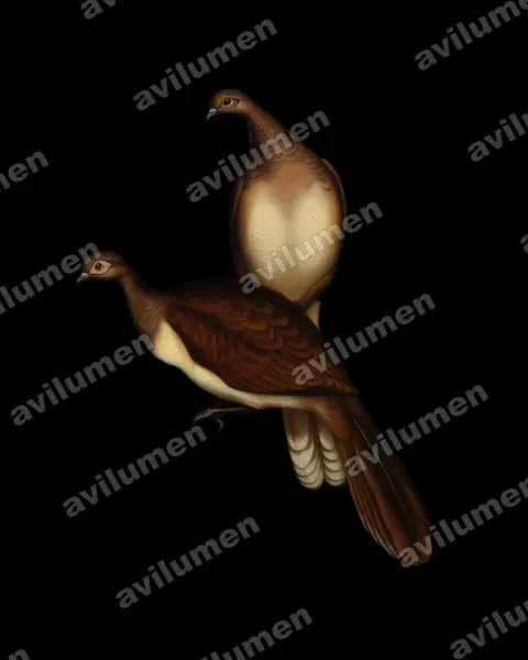Ilustración en Óleo: Ortalis leucogastra (Chachalaca ventriblanca)