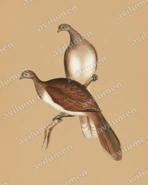 Ilustración en Lápiz de color: Ortalis leucogastra (Chachalaca ventriblanca)
