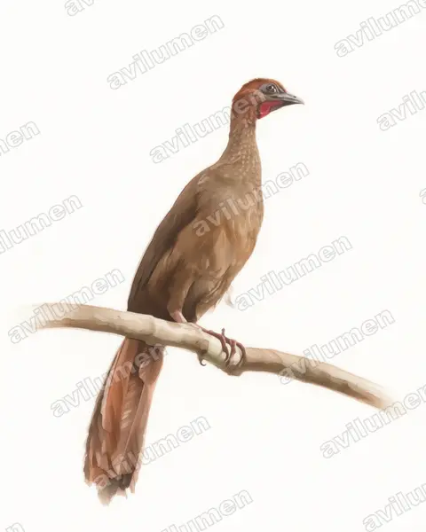 Ilustración en Acuarela: Ortalis motmot (Chachalaca motmot)