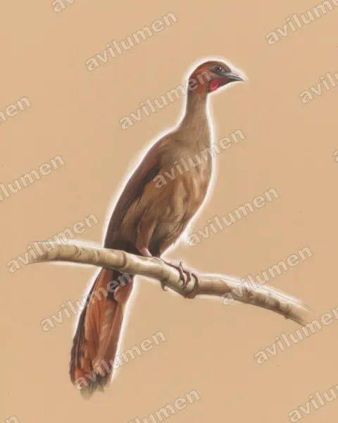 Ilustración en Lápiz de color: Ortalis motmot (Chachalaca motmot)