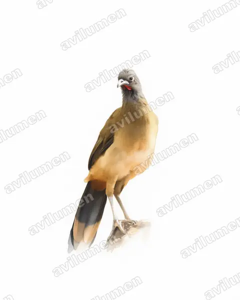 棕臀稚冠雉（Ortalis ruficauda）的水彩插画