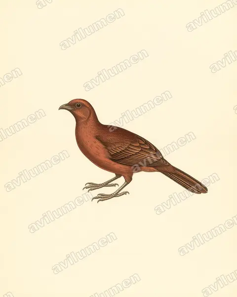 Vintage plate illustration: Ortalis ruficeps (Chestnut-headed chachalaca)