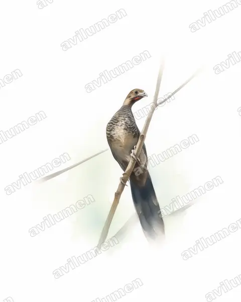 Watercolor illustration: Ortalis squamata (Scaled Chachalaca)