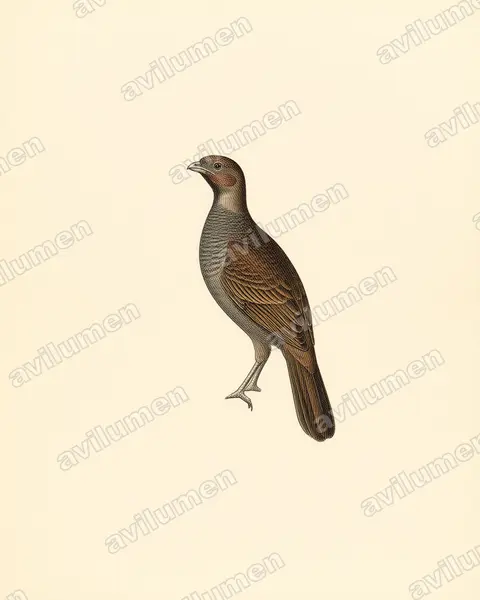Vintage plate illustration: Ortalis squamata (Scaled Chachalaca)