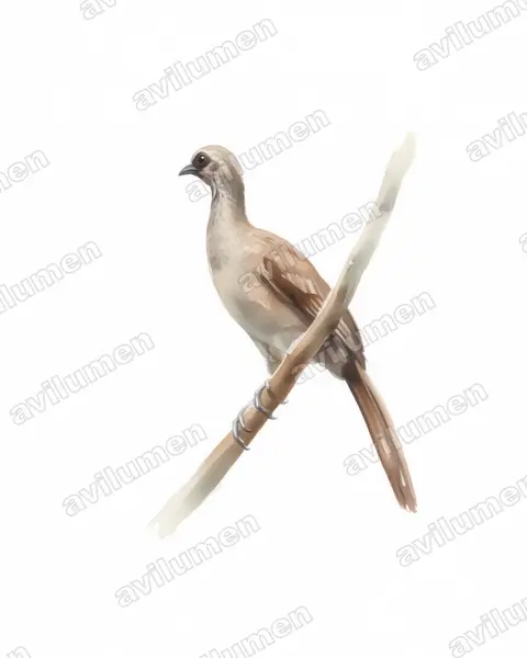 Illustration im Stil Aquarell: Gelbbrauenguan (Ortalis superciliaris)