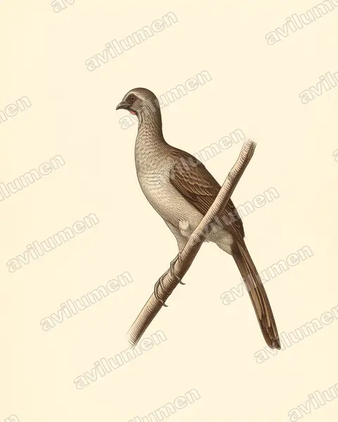 Illustration im Stil Historische Tafel: Gelbbrauenguan (Ortalis superciliaris)