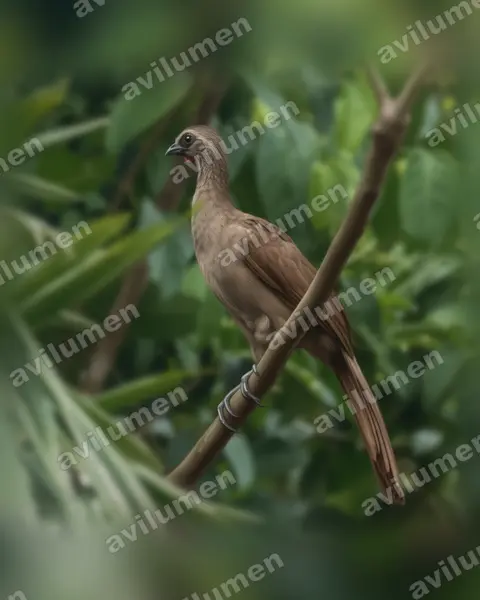Illustration im Stil Realistisch: Gelbbrauenguan (Ortalis superciliaris)