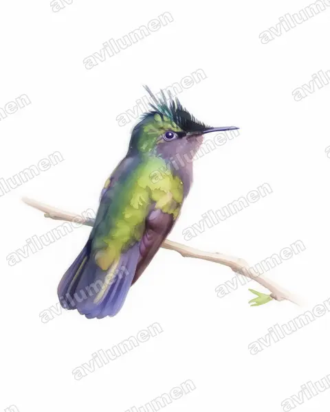 凤头蜂鸟（Orthorhyncus cristatus）的水彩插画