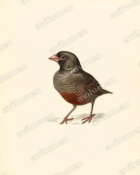 Vintage plate illustration: Ortygospiza atricollis (Black-faced quailfinch)