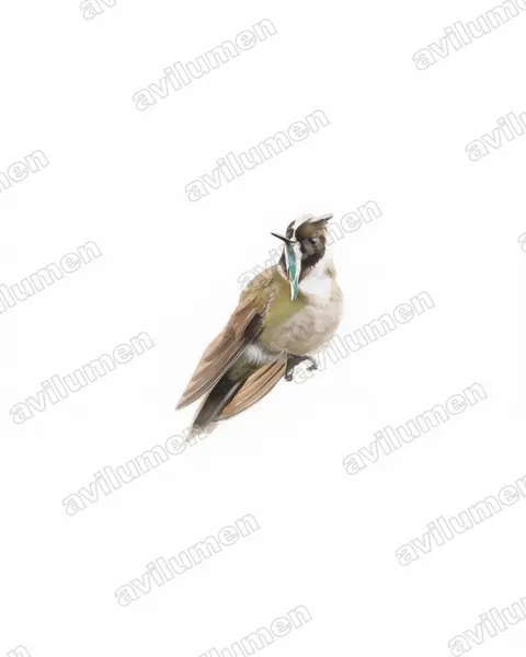 Illustration Aquarelle : Oxypogon guerinii (Colibri casqué)