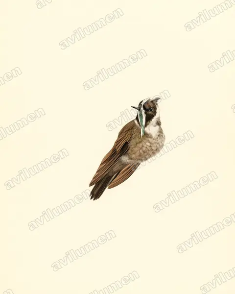 Illustration Planche ancienne : Oxypogon guerinii (Colibri casqué)