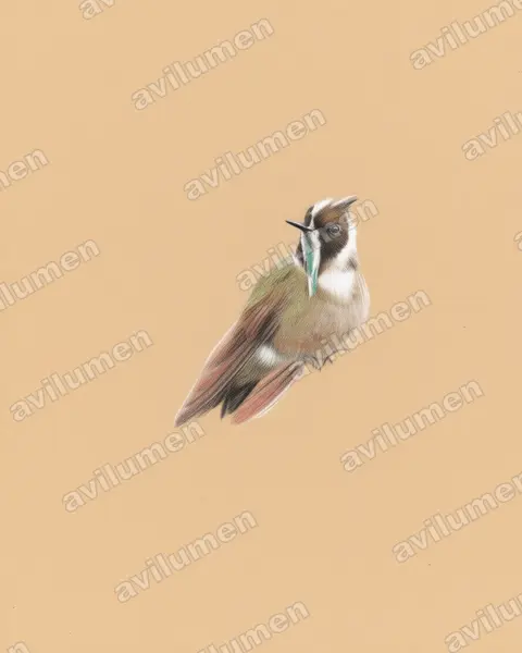 Illustration Crayon de couleur : Oxypogon guerinii (Colibri casqué)