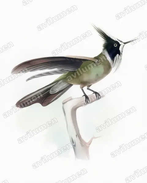 Watercolor illustration: Oxypogon lindenii (White-bearded helmetcrest)