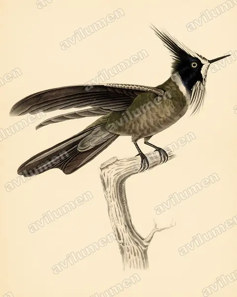 Vintage plate illustration: Oxypogon lindenii (White-bearded helmetcrest)