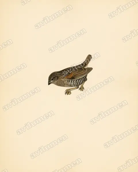 Illustration im Stil Historische Tafel: Heuschreckenastrild (Paludipasser locustella)