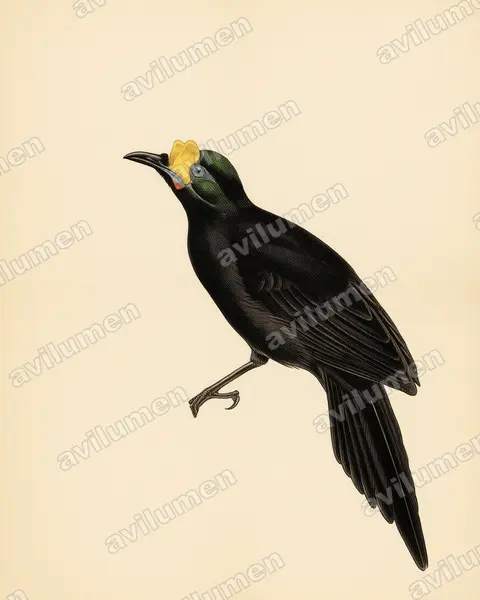 Ilustración en Lámina antigua: Paradigalla carunculata (Ave del paraíso carunculada)