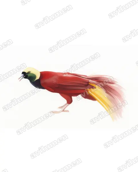 Illustration im Stil Aquarell: Großer Paradiesvogel (Paradisaea apoda)