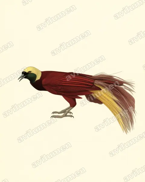 Illustration im Stil Historische Tafel: Großer Paradiesvogel (Paradisaea apoda)