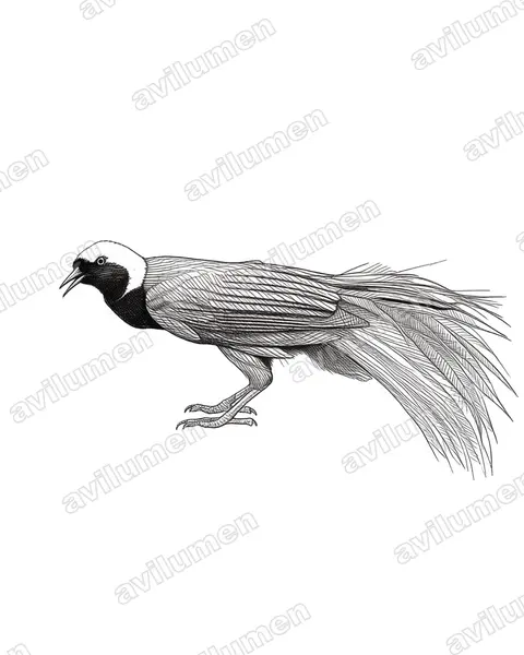 Illustration im Stil Tusche: Großer Paradiesvogel (Paradisaea apoda)
