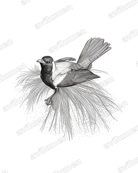 Ilustración en Tinta: Paradisaea guilielmi (Ave del paraíso emperador)