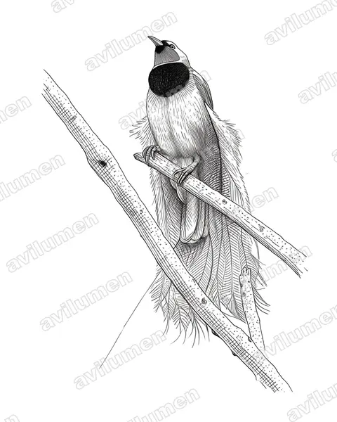 Ilustración en Tinta: Paradisaea raggiana (Ave del paraíso ragiana)