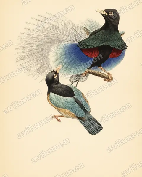Vintage plate illustration: Paradisaea rudolphi (Blue bird-of-paradise)