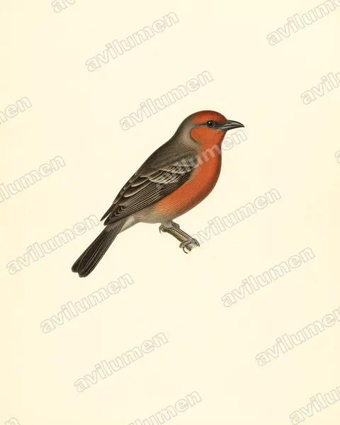 Jameson's antpecker（Parmoptila jamesoni）的古典图版插画