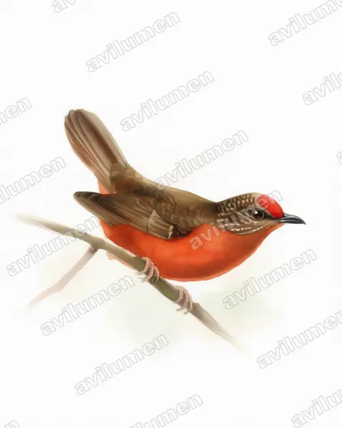 红额啄花雀（Parmoptila rubrifrons）的水彩插画