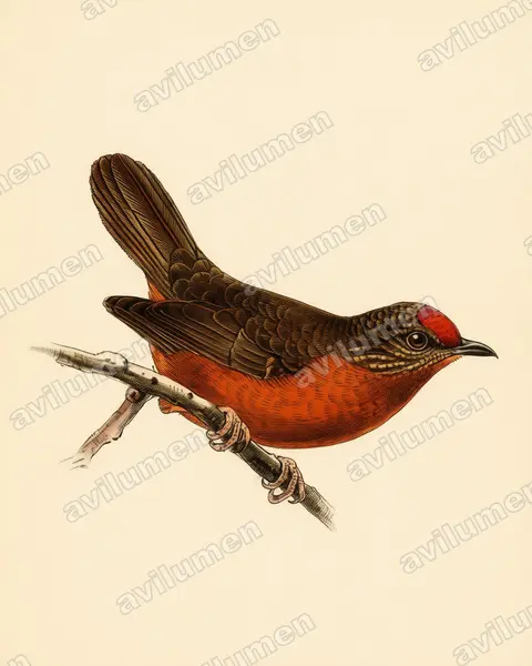红额啄花雀（Parmoptila rubrifrons）的古典图版插画