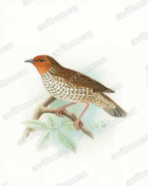 Watercolor illustration: Parmoptila woodhousei (Woodhouse's antpecker)
