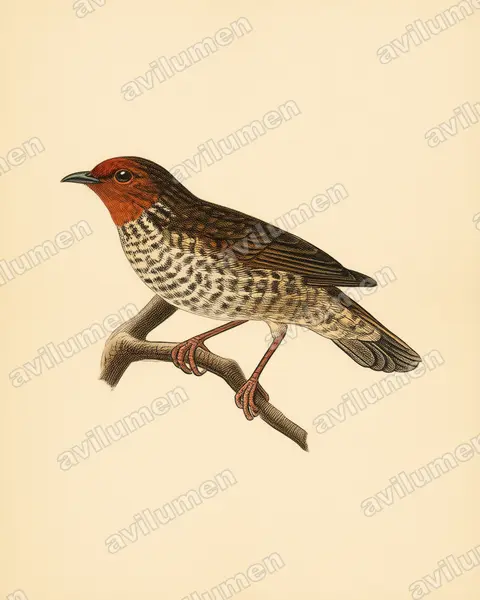 Vintage plate illustration: Parmoptila woodhousei (Woodhouse's antpecker)