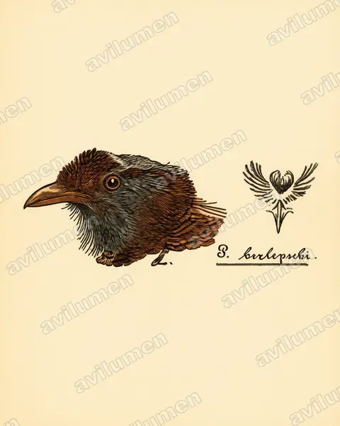 Ilustración en Lámina antigua: Parotia berlepschi (Parotia carolae berlepschi)