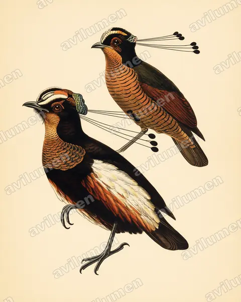 Vintage plate illustration: Parotia carolae (Carola's parotia)