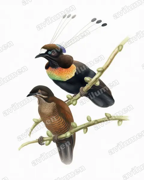 Illustration Aquarelle : Parotia lawesii (Paradisier de Lawes)