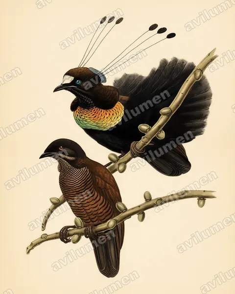 Illustration Planche ancienne : Parotia lawesii (Paradisier de Lawes)