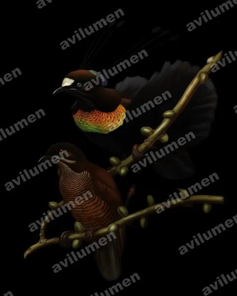 Illustration Huile : Parotia lawesii (Paradisier de Lawes)