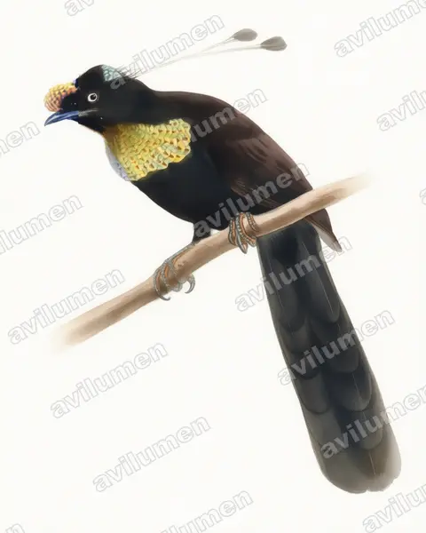 Ilustración en Acuarela: Parotia wahnesi (Ave del paraíso de Wahnes)