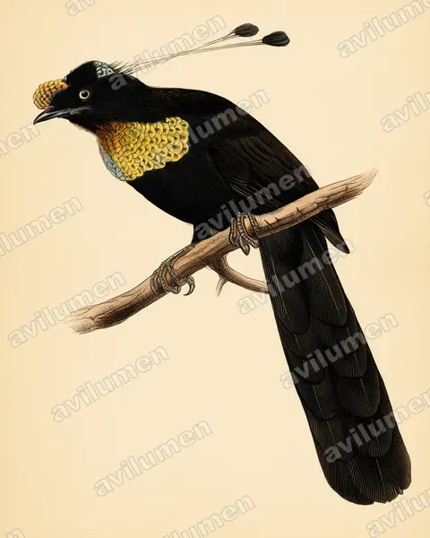 Ilustración en Lámina antigua: Parotia wahnesi (Ave del paraíso de Wahnes)