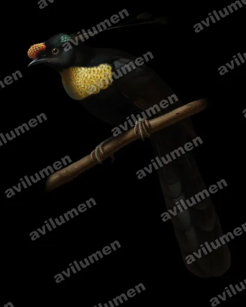 Ilustración en Óleo: Parotia wahnesi (Ave del paraíso de Wahnes)