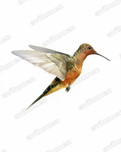 巨蜂鳥（Patagona gigas）的水彩插画