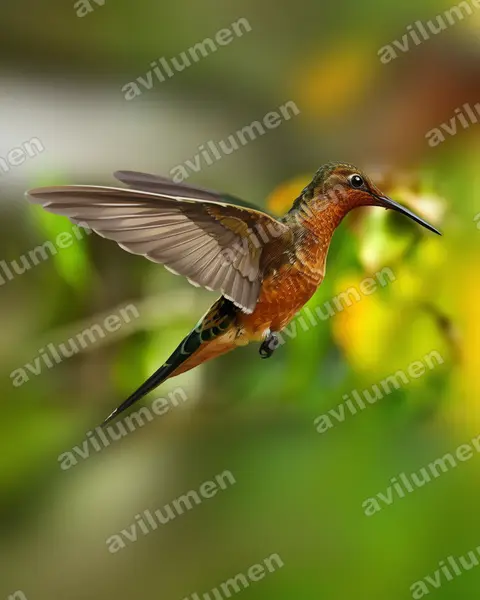 巨蜂鳥（Patagona gigas）的写实插画
