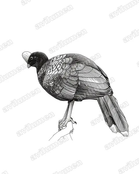 Ilustración en Tinta: Pauxi pauxi (Paujil copete de piedra)