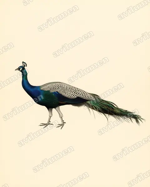 Vintage plate illustration: Pavo cristatus (Indian Peafowl)