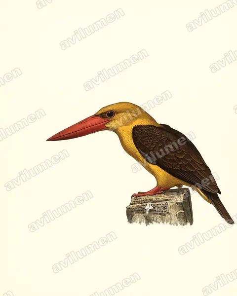 褐翅翡翠（Pelargopsis amauroptera）的古典图版插画