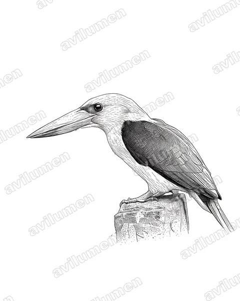 褐翅翡翠（Pelargopsis amauroptera）的钢笔墨线插画