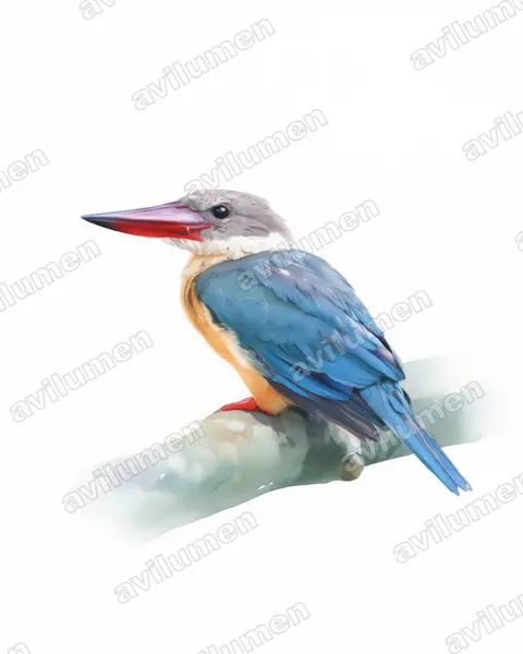 Illustration Aquarelle : Pelargopsis capensis (Martin-chasseur gurial)