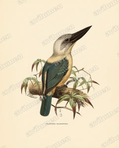 Ilustración en Lámina antigua: Pelargopsis melanorhyncha (Alción piquinegro)